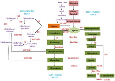 Brassinosteroid Signaling, Crosstalk and, Physiological Functions in Plants Under Heavy Metal Stress